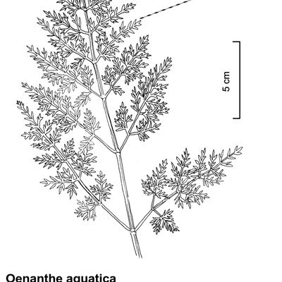 Oenanthe aquatica (L.) Poir., © 2022, Stefan Eggenberg – Flora Vegetativa © Haupt Verlag