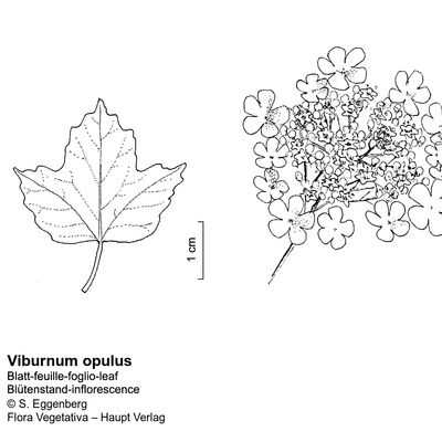 Viburnum opulus L., © 2022, Stefan Eggenberg – Flora Vegetativa © Haupt Verlag