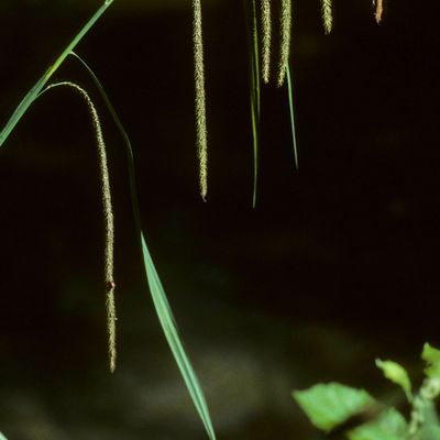 Carex pendula Huds., © Copyright Christophe Bornand