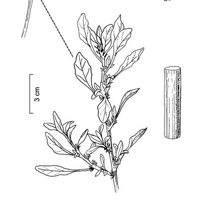 Amaranthus albus L., © 2022, Stefan Eggenberg – Flora Vegetativa © Haupt Verlag
