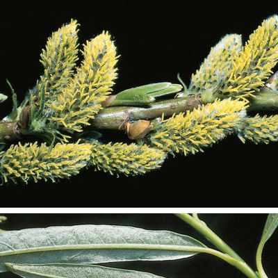 Salix viminalis L., © 2022, Konrad Lauber – Flora Helvetica – Haupt Verlag