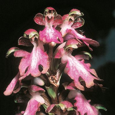 Himantoglossum robertianum (Loisel.) P. Delforge, © 2022, Konrad Lauber – Flora Helvetica – Haupt Verlag