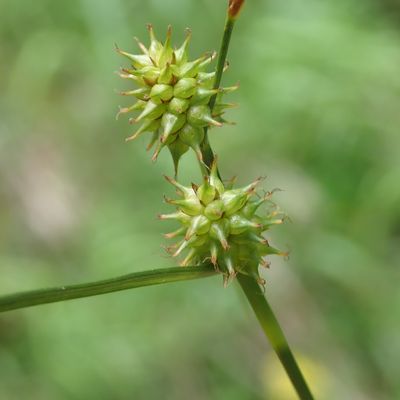 Carex demissa Hornem., © Copyright Christophe Bornand