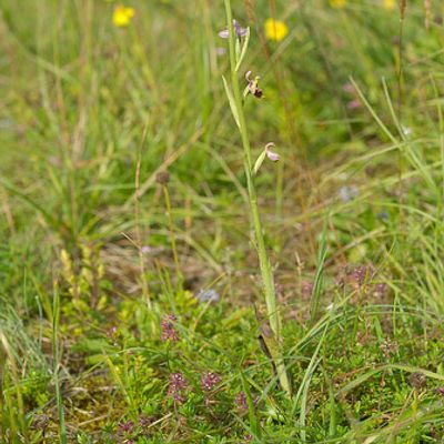 Ophrys holosericea subsp. elatior (R. Engel & P. Quentin) H. Baumann & Künkele, © 2007, Beat Bäumler – Allondon (GE)