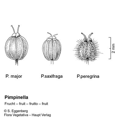 Pimpinella major (L.) Huds., 12 January 2023, © 2022, Stefan Eggenberg – Flora Vegetativa © Haupt Verlag