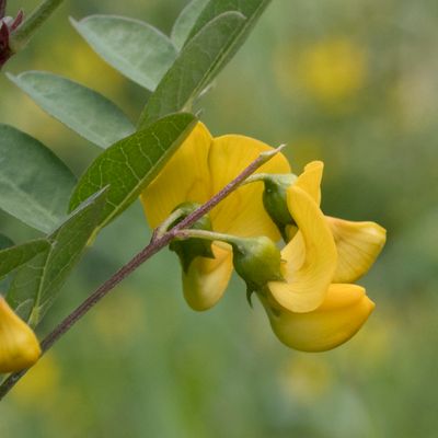 Colutea arborescens L., 16 May 2018, Françoise Alsaker – Fabaceae