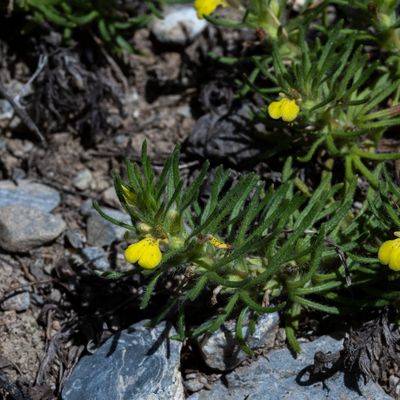 Ajuga chamaepitys (L.) Schreb., 7 June 2017, © Copyright 2017 Françoise Alsaker – Lamiaceae