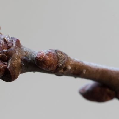 Quercus robur L., 16 February 2016, © Copyright Françoise Alsaker – Fagaceae / BL mit jederseits 5-7 meist stumpfen Abshnitten. St meist < 7mm, am Grunde mit Öhrchen