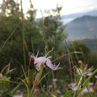 Dianthus hyssopifolius L., 22 July 2014, © 2022 Adrian Möhl