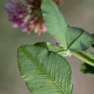 Trifolium hybridum L. subsp. hybridum, 23 July 2021, Françoise Alsaker – Fabaceae