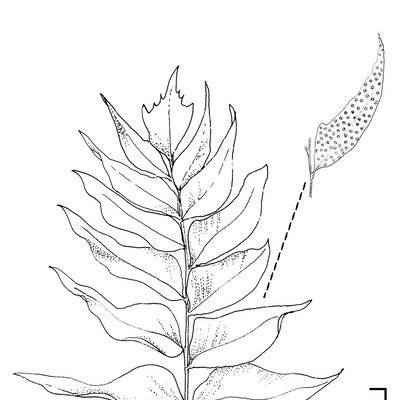 Cyrtomium falcatum (L. f.) C. Presl, © 2022, Stefan Eggenberg – Flora Vegetativa - Haupt Verlag