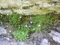 1/5 - © 2013, Patrice Prunier – III.1.1.2.4 - Sileno-Cystopteridetum alpinae, Thoiry Devant Reculet FR-01