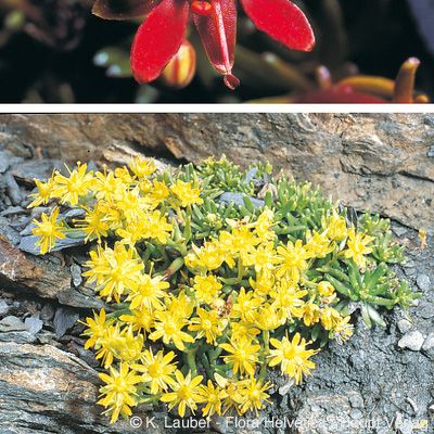 Saxifraga aizoides L., © 2022, Konrad Lauber – Flora Helvetica – Haupt Verlag