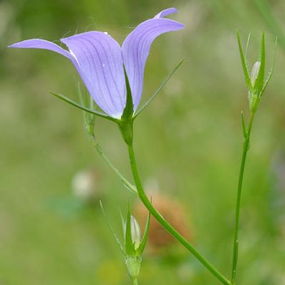 Campanula patula subsp. costae (Willk.) Nyman, © 2007, Beat Bäumler – Törbel (VS)