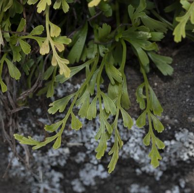 Asplenium ×alternifolium Wulfen, 4 June 2019, © Copyright Françoise Alsaker