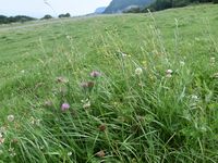 8/12 - © Copyright 2020 Patrice Prunier – IV.5.1b.2.3 - Poo pratensis-Lolietum perennis, St-Blaise F-74