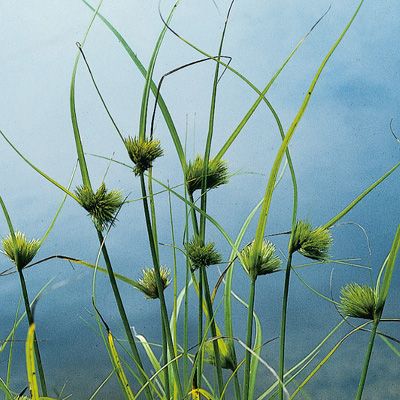 Carex bohemica Schreb., © 2022, Konrad Lauber – Flora Helvetica – Haupt Verlag