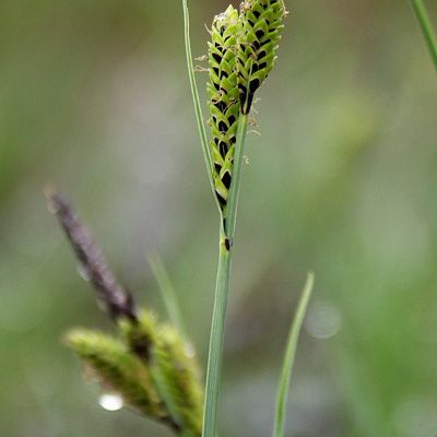 Carex nigra (L.) Reichard, 7 January 2015, © 2008, Peter Bolliger – Pont de Martel