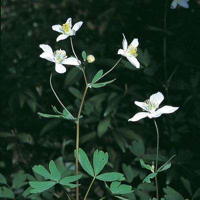 Isopyrum thalictroides L., © 2022, Konrad Lauber – Flora Helvetica – Haupt Verlag