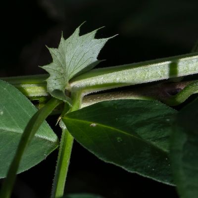 Vicia dumetorum L., 15 August 2019, Françoise Alsaker – Fabaceae