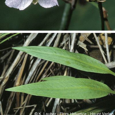 Alisma lanceolatum With., © 2022, Konrad Lauber – Flora Helvetica – Haupt Verlag