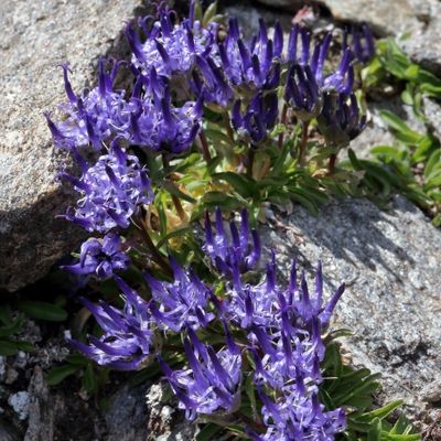 Phyteuma globulariifolium subsp. pedemontanum (Rich. Schulz) Bech., © 2022, Hugh Knott – Zermatt