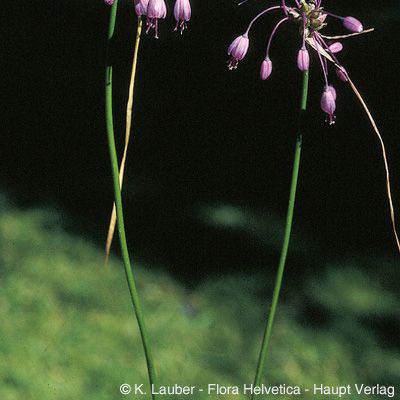 Allium carinatum L. subsp. carinatum, © 2022, Konrad Lauber – Flora Helvetica – Haupt Verlag