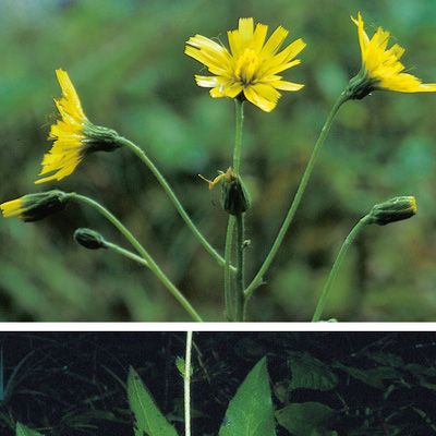 Hieracium racemosum aggr., © 2022, Konrad Lauber – Flora Helvetica – Haupt Verlag