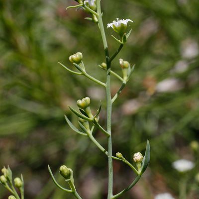 Thesium humifusum DC., © 2022, Andreas Gygax – Marseille (F)