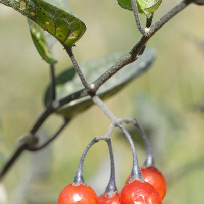 Solanum dulcamara L., © 2007, Beat Bäumler – Brentjong (VS)