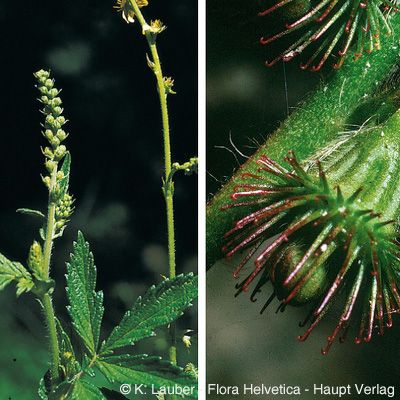 Agrimonia eupatoria L., © 2022, Konrad Lauber – Flora Helvetica – Haupt Verlag