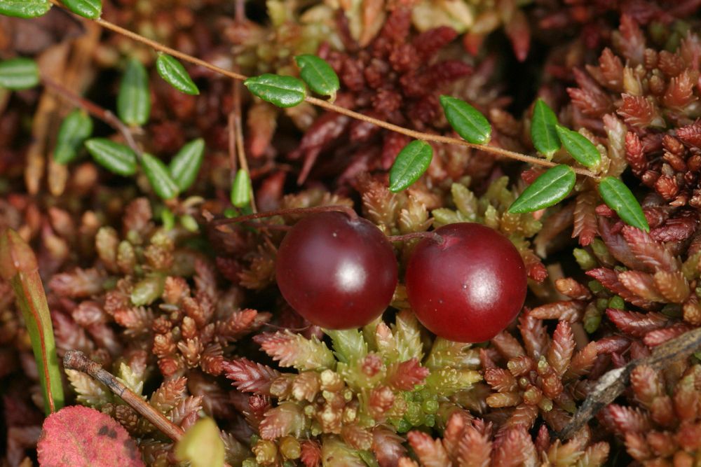 Vaccinium oxycoccos L.