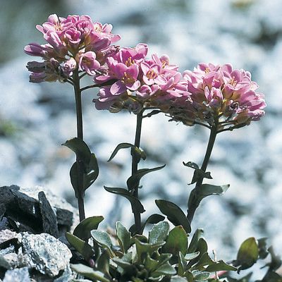 Thlaspi rotundifolium subsp. corymbosum Gremli, © 2022, Konrad Lauber – Flora Helvetica – Haupt Verlag