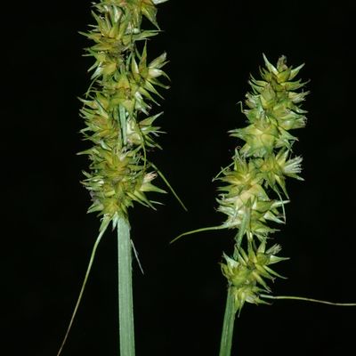 Carex otrubae Podp., © Copyright Christophe Bornand
