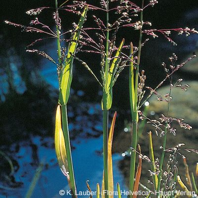 Catabrosa aquatica (L.) P. Beauv., © 2022, Konrad Lauber – Flora Helvetica – Haupt Verlag