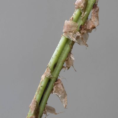 Dryopteris carthusiana (Vill.) H. P. Fuchs, 17 June 2018, © Copyright Françoise Alsaker
