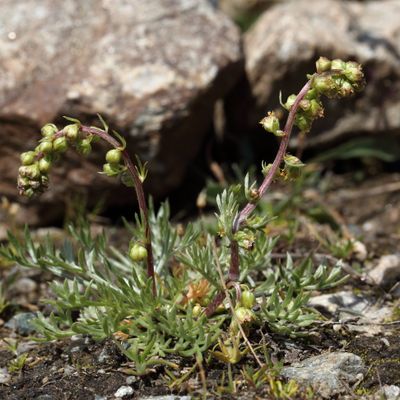 Artemisia borealis Pall., © 2022, Hugh Knott – Zermatt