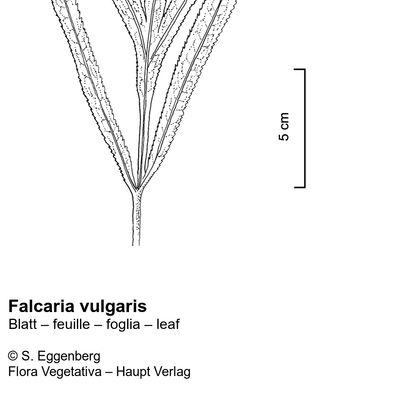 Falcaria vulgaris Bernh., 12 January 2023, © 2022, Stefan Eggenberg – Flora Vegetativa © Haupt Verlag