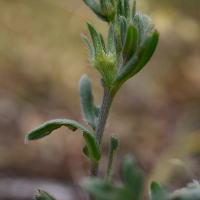 Buglossoides arvensis subsp. permixta (Jord.) R. Fern., © 2022, Philippe Juillerat – Brigerbad