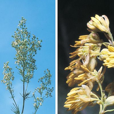 Thalictrum simplex subsp. galioides (DC.) Korsh., © 2022, Konrad Lauber – Flora Helvetica – Haupt Verlag