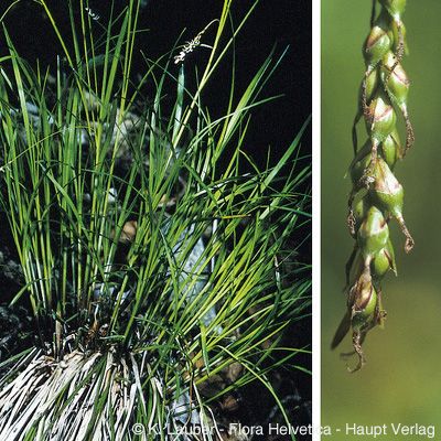 Carex austroalpina Bech., © 2022, Konrad Lauber – Flora Helvetica – Haupt Verlag