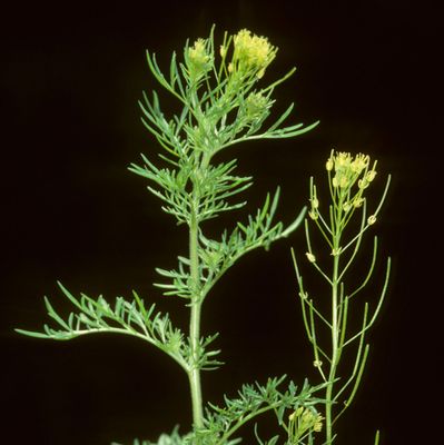 Descurainia sophia (L.) Prantl, © Copyright Christophe Bornand