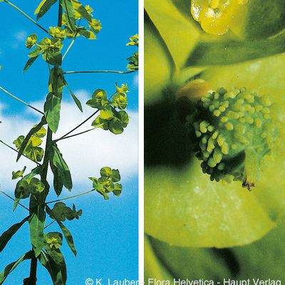 Euphorbia stricta L., © 2022, Konrad Lauber – Flora Helvetica – Haupt Verlag