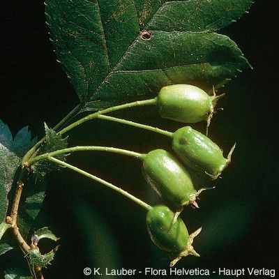 Crataegus rhipidophylla Gand., © 2022, Konrad Lauber – Flora Helvetica – Haupt Verlag