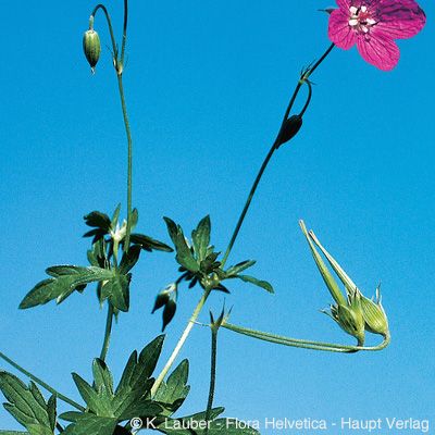 Geranium palustre L., © 2022, Konrad Lauber – Flora Helvetica – Haupt Verlag