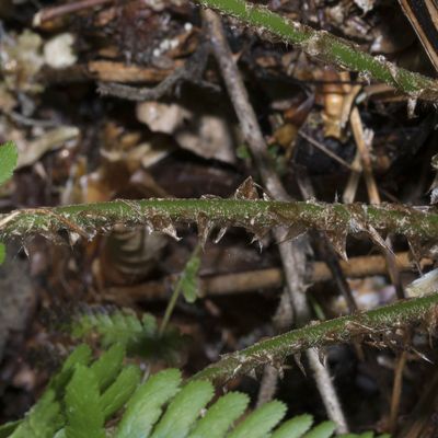 Dryopteris filix-mas (L.) Schott, 1 May 2018, © Copyright Françoise Alsaker – Dryopteridaceae