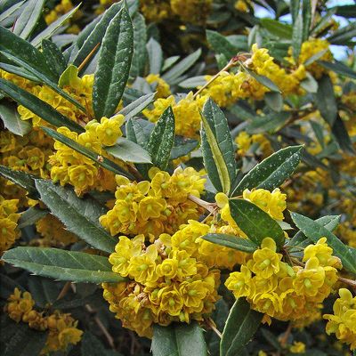 Berberis julianae C. K. Schneid., 27 March 2012, © 2022, Konrad Lauber – Flora Helvetica – Haupt Verlag