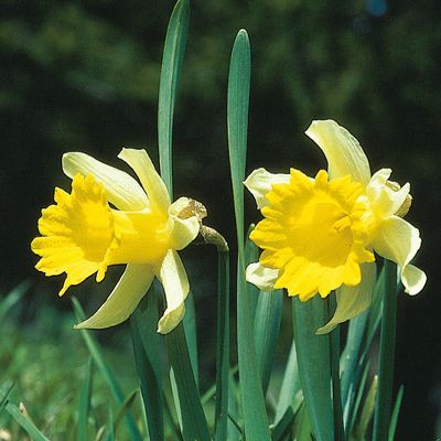 Narcissus pseudonarcissus L., © 2022, Konrad Lauber – Flora Helvetica – Haupt Verlag