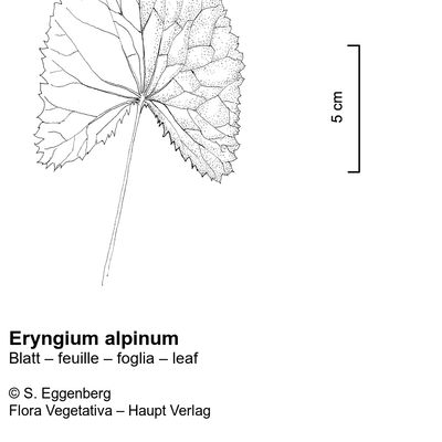 Eryngium alpinum L., 12 January 2023, © 2022, Stefan Eggenberg – Flora Vegetativa © Haupt Verlag