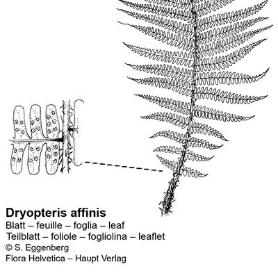 Dryopteris affinis (Lowe) Fraser-Jenk., © 2022, Stefan Eggenberg – Flora Vegetativa - Haupt Verlag